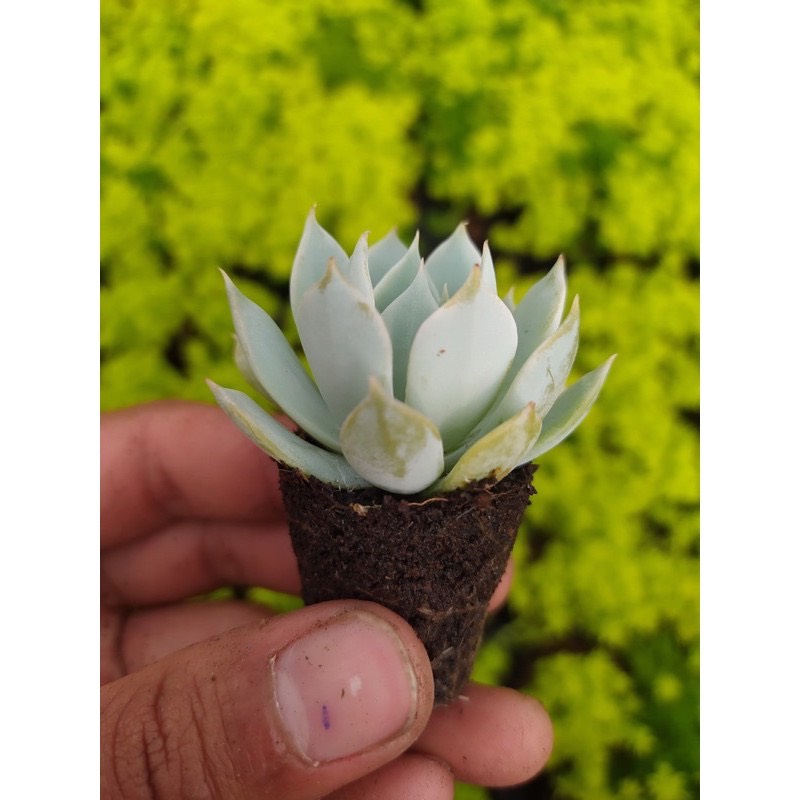 SEN ĐÁ NGỌC TRING SIZE MINI SIÊU KHỎE ĐẸP LỖI 1 ĐỔI 1