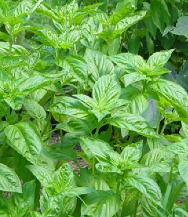 Hạt giống húng tây ( húng basil ngọt ) -  gói  1gram( 400 hạt)