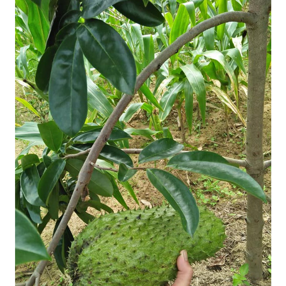 Cây giống mãng cầu xiêm không hạt