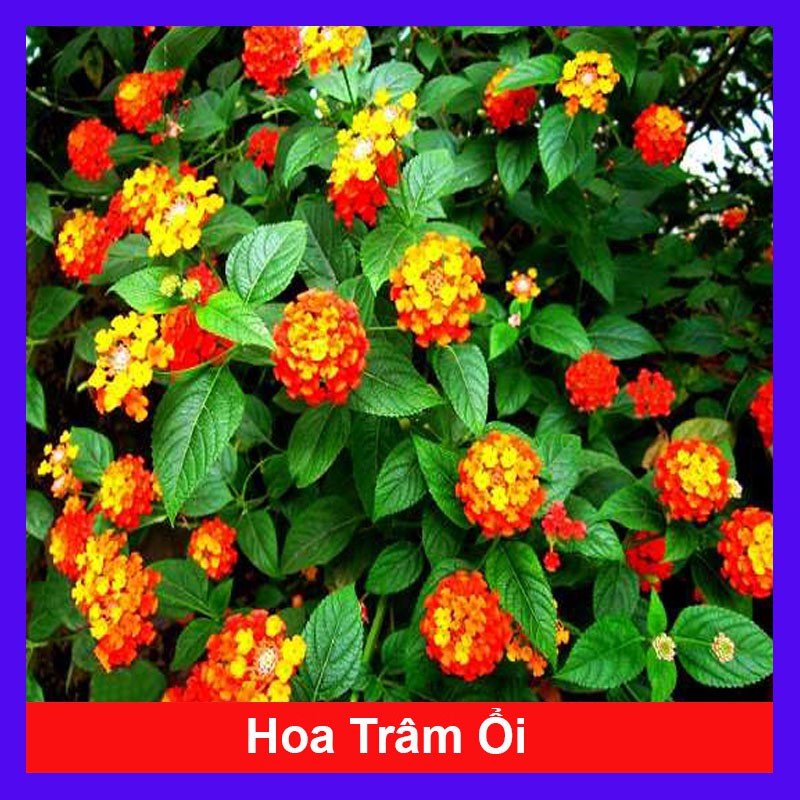 Cây Hoa Trâm Ổi - cây hoa ngũ sắc - Cây cảnh sân vườn - caykiengsadec