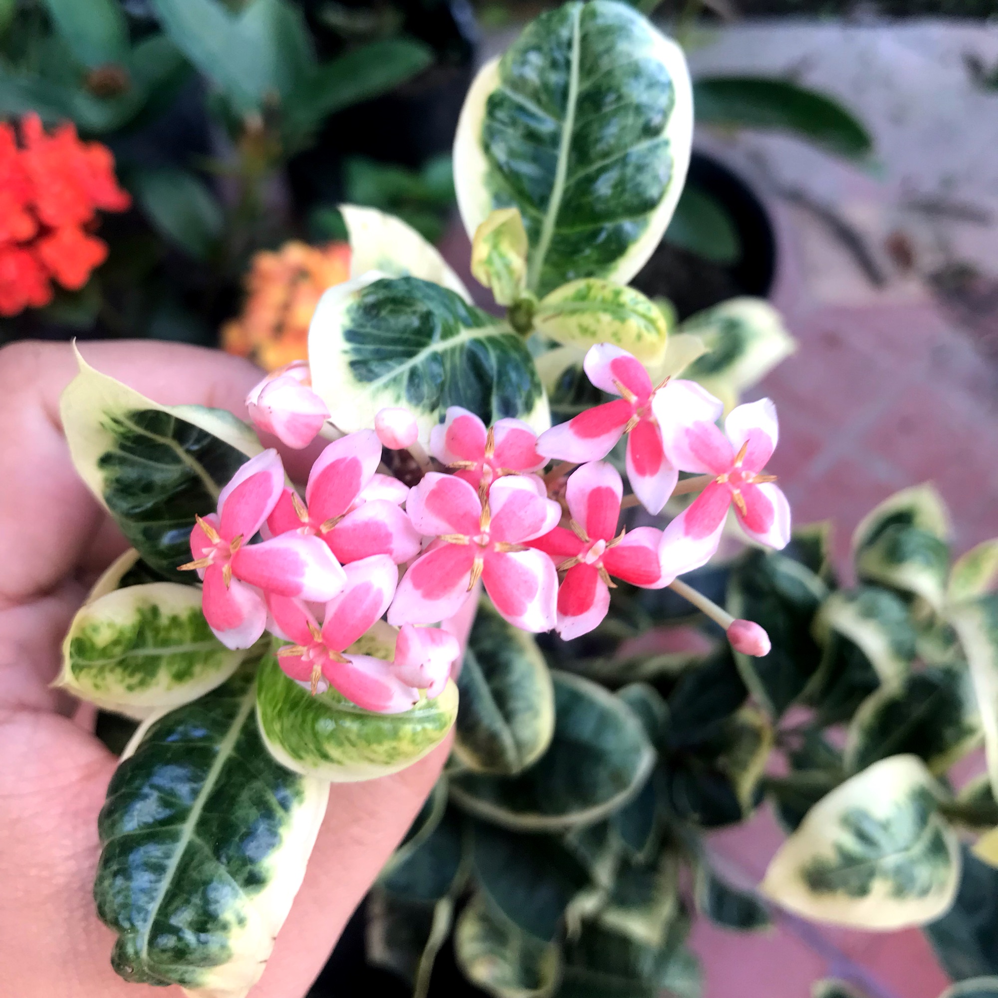 (1 chậu) Cây bông trang cẩm thạch (hoa mẫu đơn) - lá trung