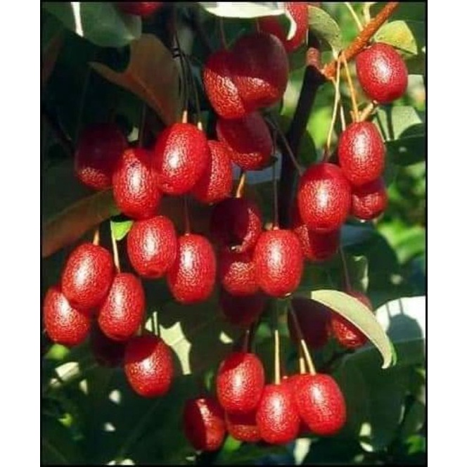 Cây giống nhót ngọt cherry siêu sớm _cây giống miền tây nguyên