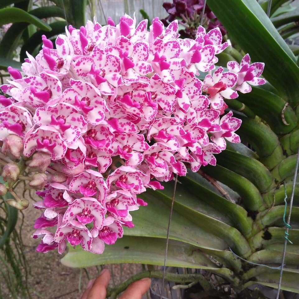 Ngọc Điểm Thanh lý lỗi lá