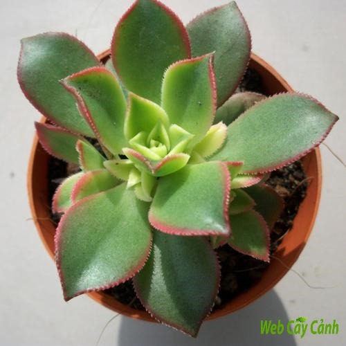 Sen đá 3 màu size bầu 3-5 cm