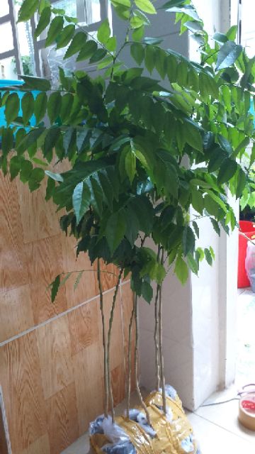 Combo 5 cây gỗ sưa đỏ (huê mộc vàng) cao từ 100cm.