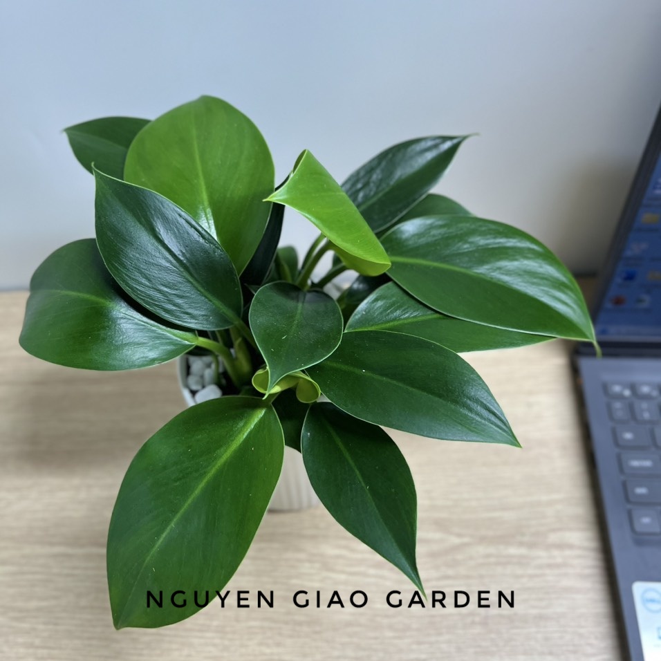 Cây trầu bà đế vương xanh chậu sứ để bàn