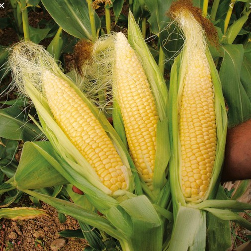 5gr Hạt giống bắp ngọt
