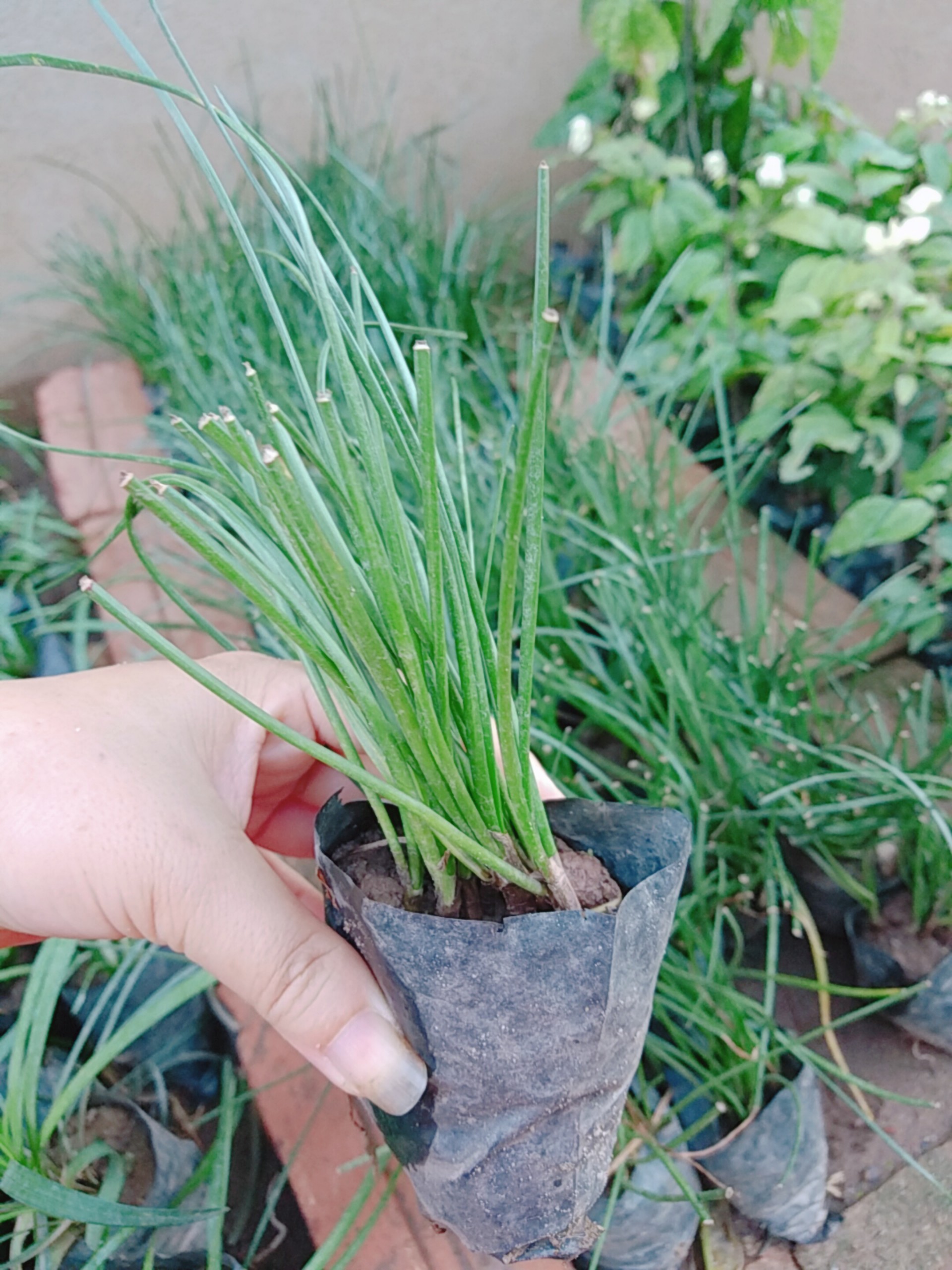 1 bầu 5 cây tóc tiên trắng - Số lượng có hạn