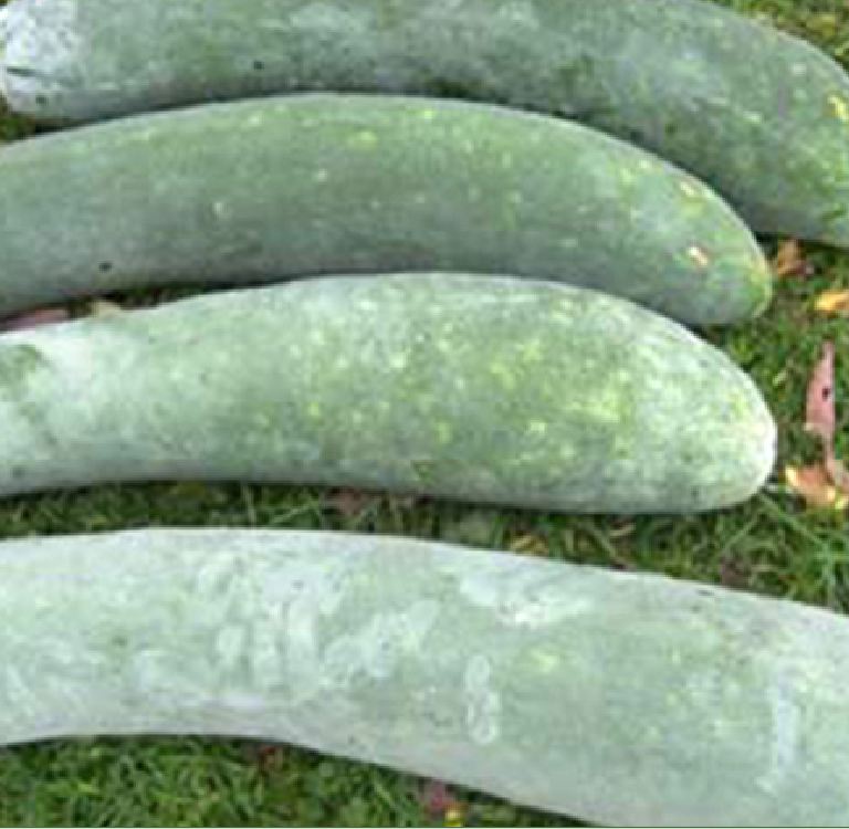 Hạt giống bí xanh dài  -Bí đao (bí sặt) – 2Gram ( 30 hạt )