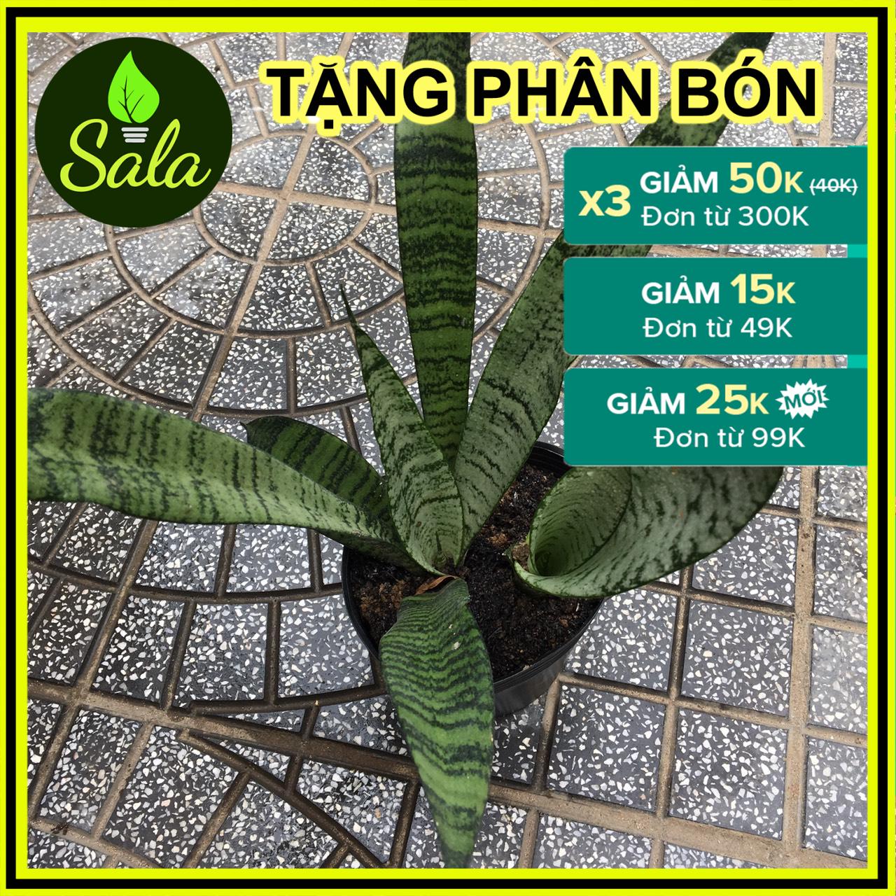 CÂY LƯỠI HỔ XANH DÁNG CAO 1 CÂY (40-50CM)
