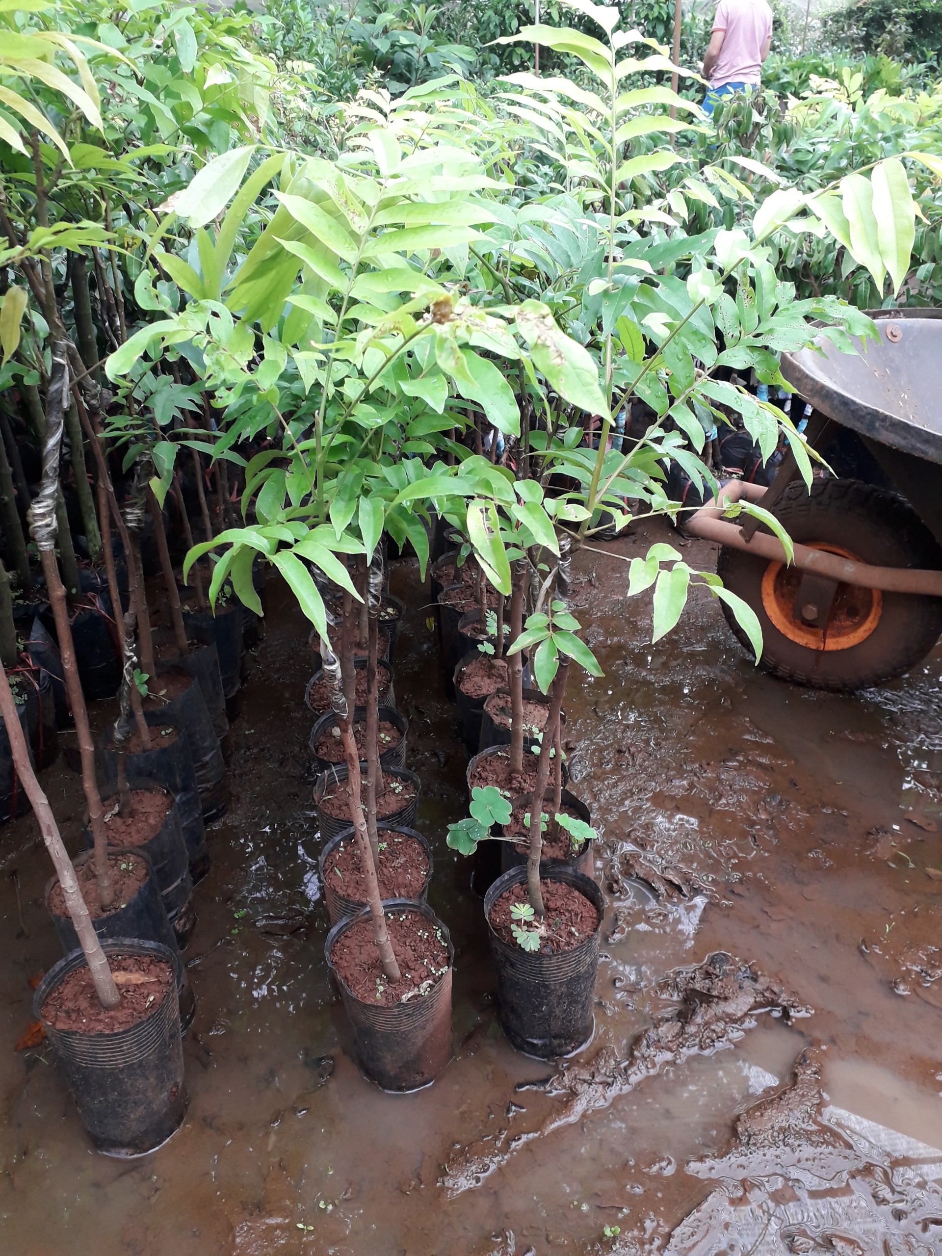 Cây GIỐNG SẤU [ CÂY GHÉP CHO QUẢ SỚM ]
