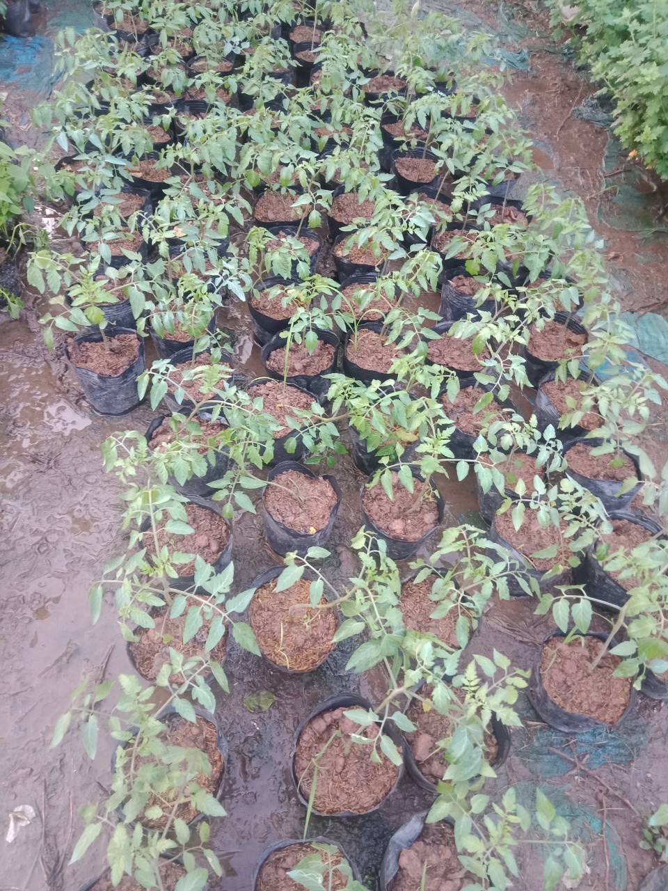 CÂY CÀ CHUA BI LÙN ĐANG CÓ HOA