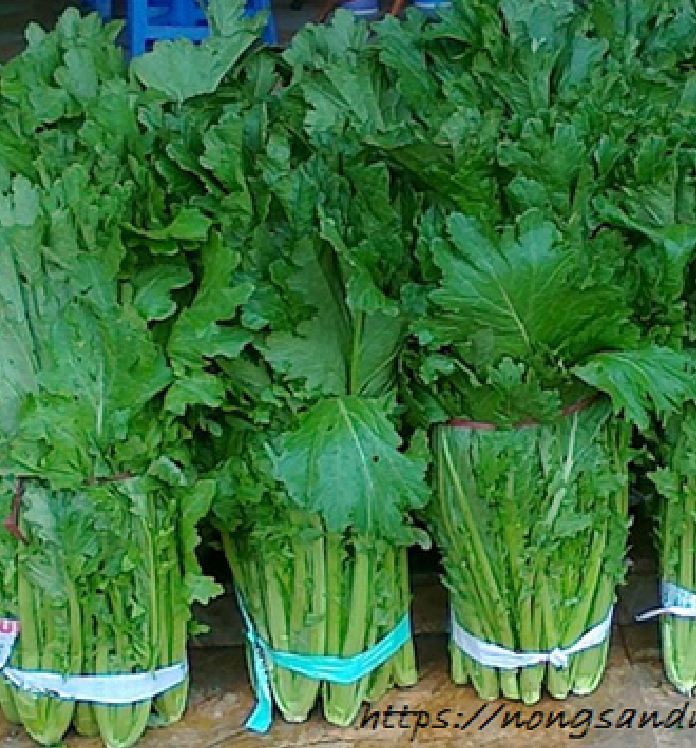 Hạt giống rau cải mèo - gói 20gram