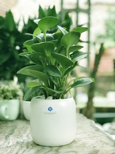 cây trường sinh - cây phong thủy mini để bàn