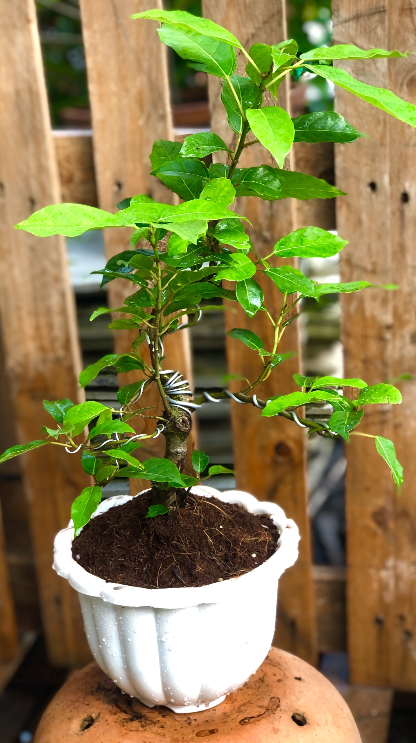 Chậu Bonsai cây sung trái xanh