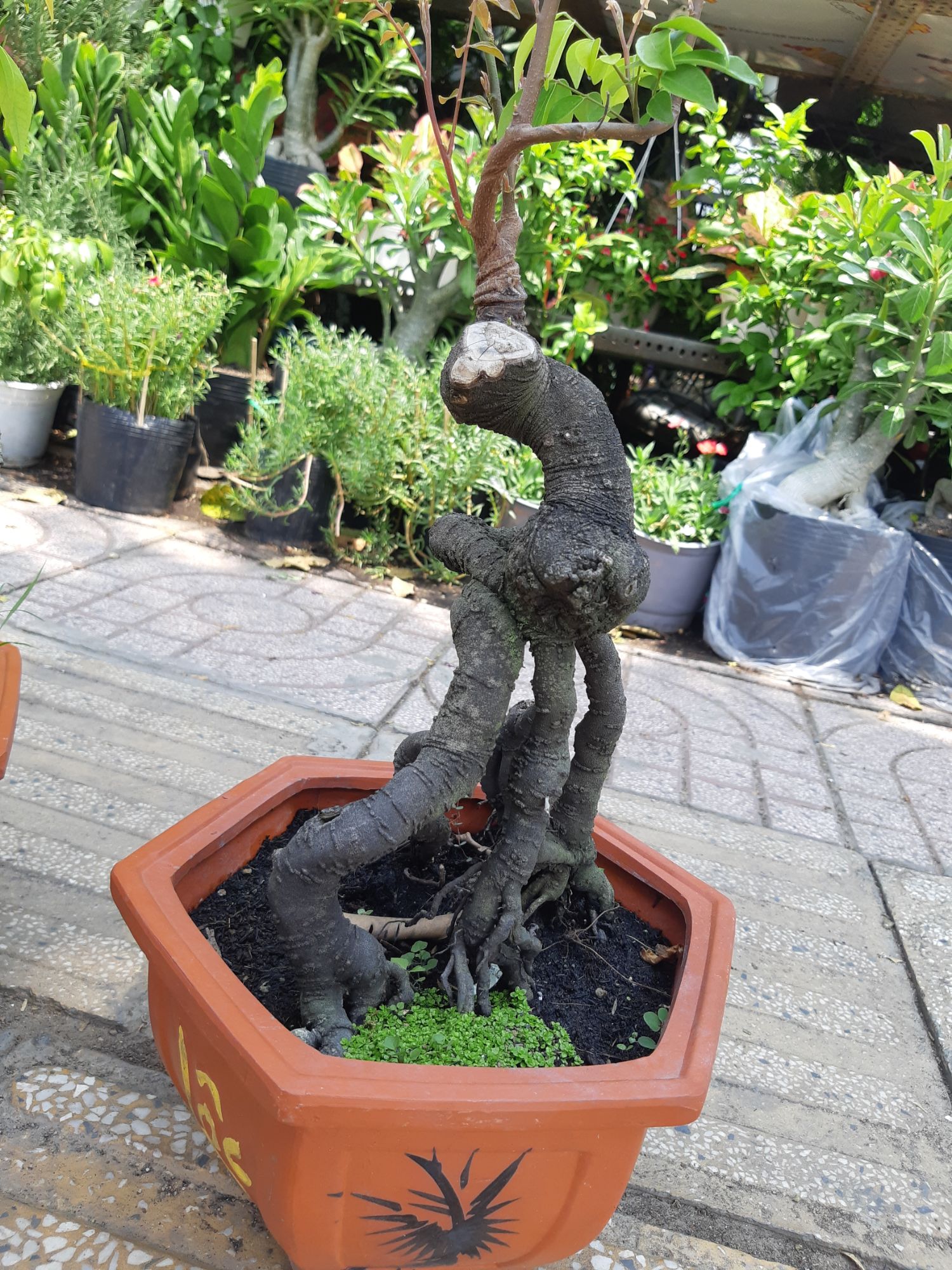 phôi khế nhật gốc quái