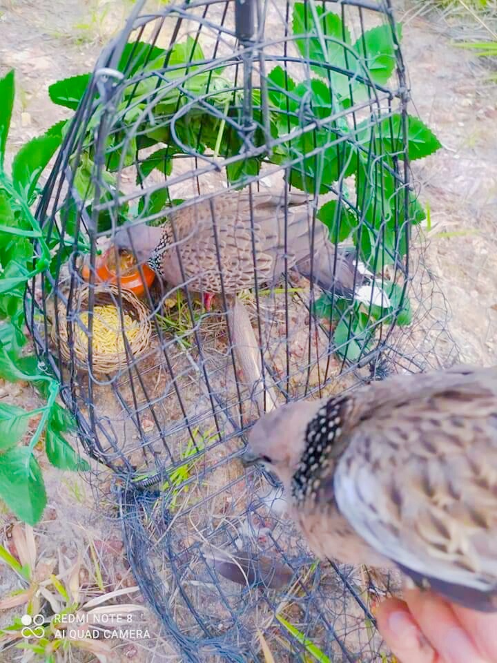 Lồng Bẫy Chim Cu Gáy