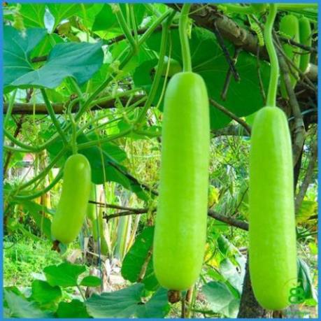 Hạt bầu trái dài f1 - gói 10 hạt