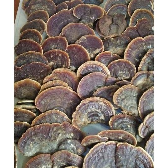 2kg nấm hồng chi hay linh chi rừng