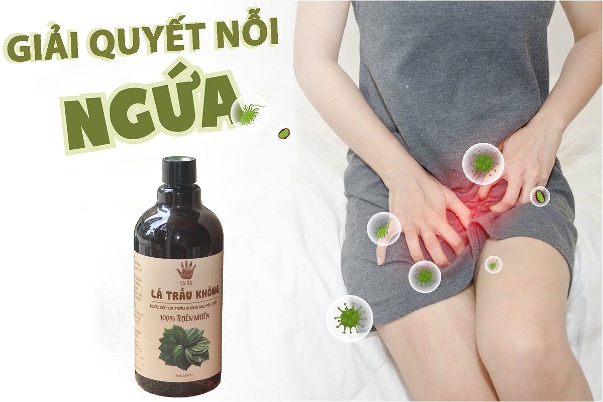 Hydrosol lá trầu không nguyên chất