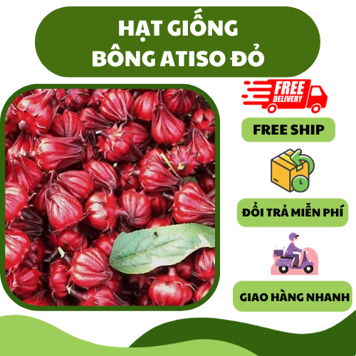 Hạt giống atisô đỏ - thơm ngon, dễ trồng