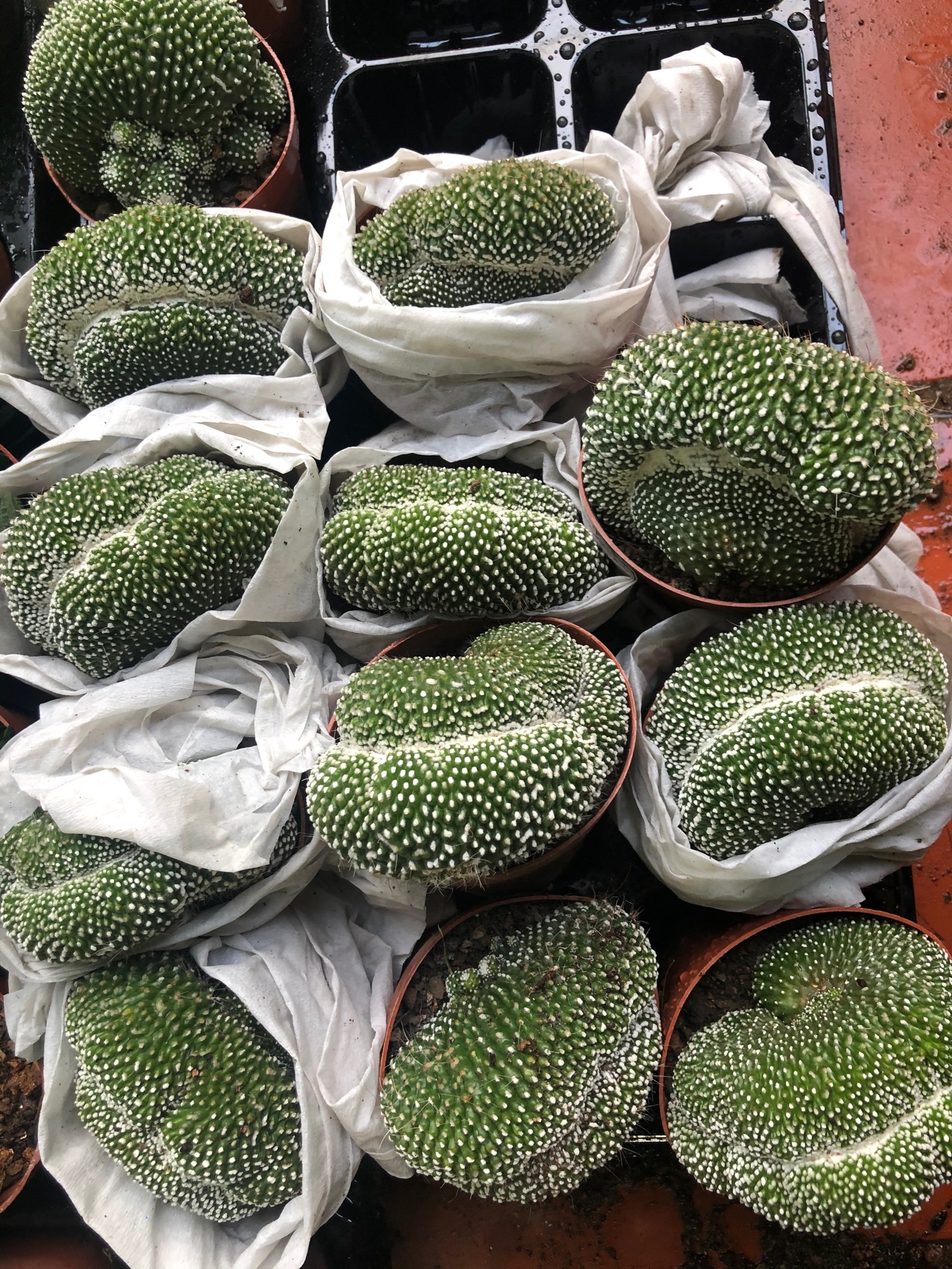 Xương rồng san hô