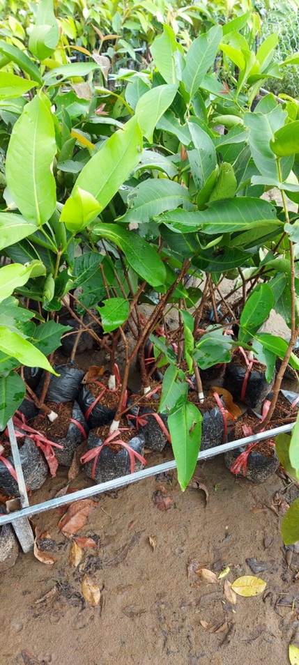 Cây giống mận An Phước
