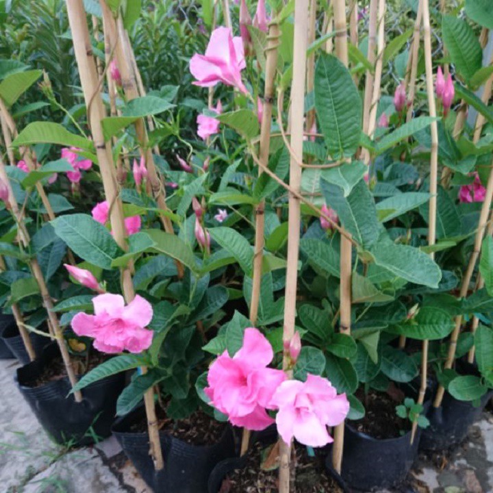 Cây hoa Hồng Anh CÁNH KÉP GIỐNG leo cho tường nhà rực rỡ sắc hoa