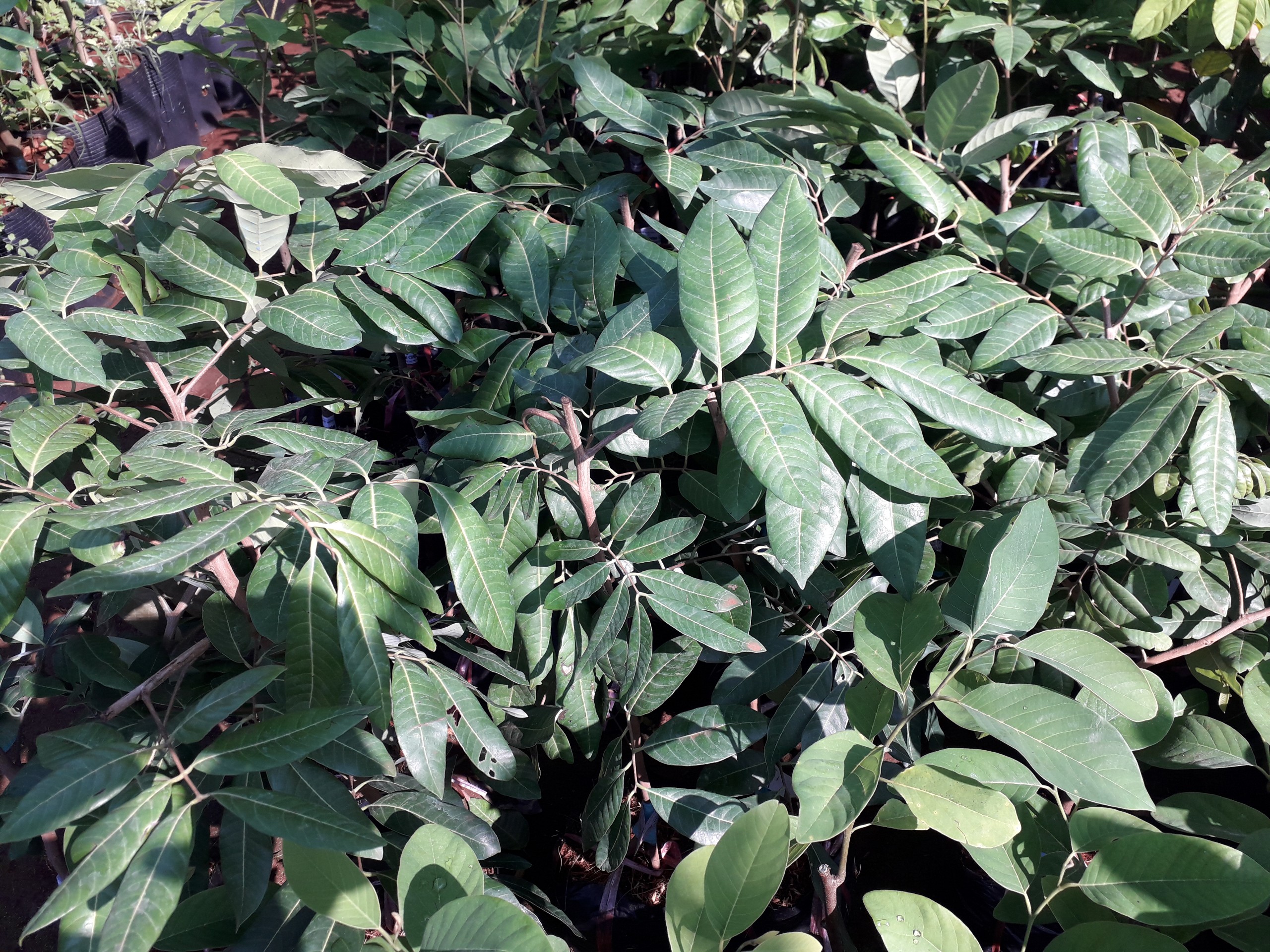 CÂY GIỐNG NHÃN LONG PHỤNG CHÂU. [ GIỐNG MỚI ] [ GHN EXPRESS ]