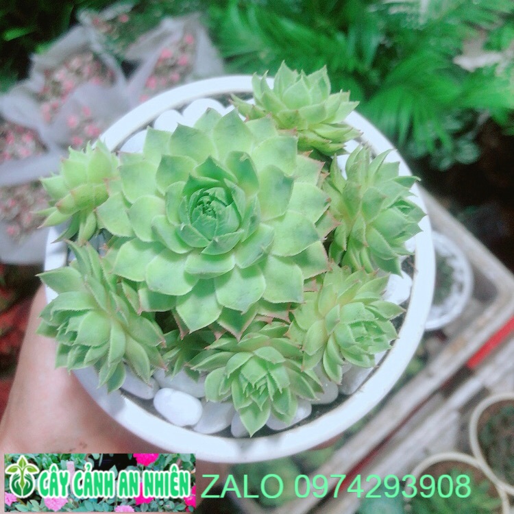 [HCM]Sen Phật Bà Xanh Kèm Chậu Sứ