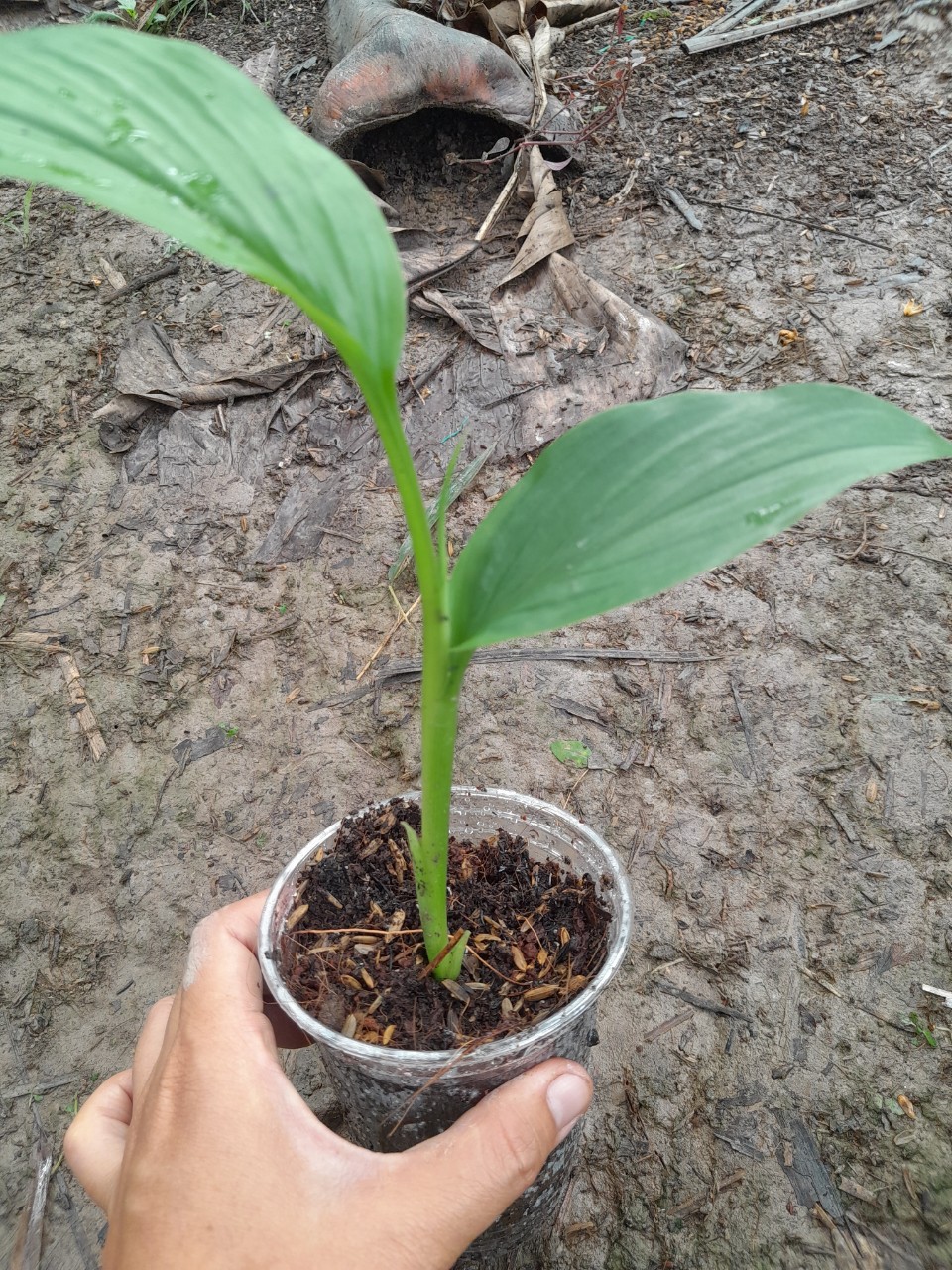 Cây Ngãi Chống Độc giống (ngãi trắng, nghệ trắng)