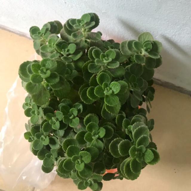 CHẬU CÂY NHẤT MẠT HƯƠNG