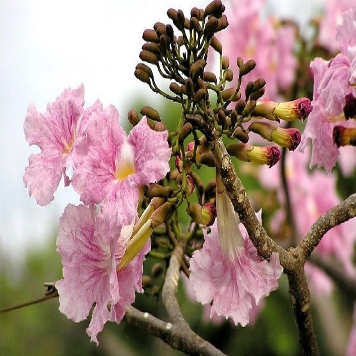 CÂY GIỐNG CÂY KÈN HỒNG (CÂY CHUÔNG HỒNG ) , CÂY SIÊU ĐẸP