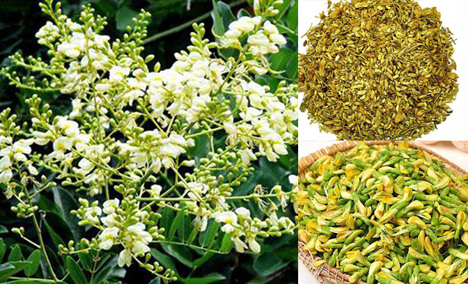 Trà hoa hòe sấy khô loại 1