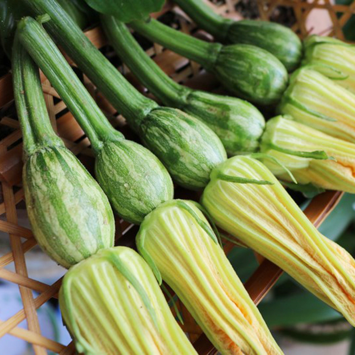 Hạt giống Bí Siêu Nụ