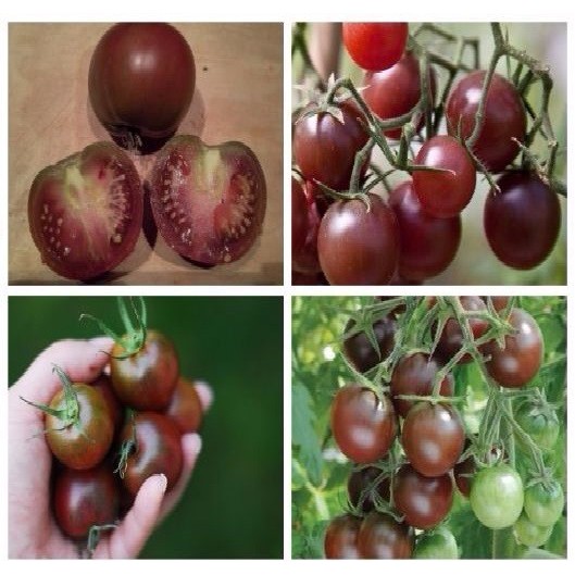 Hạt giống cà chua socola siêu ngọt 30 hạt