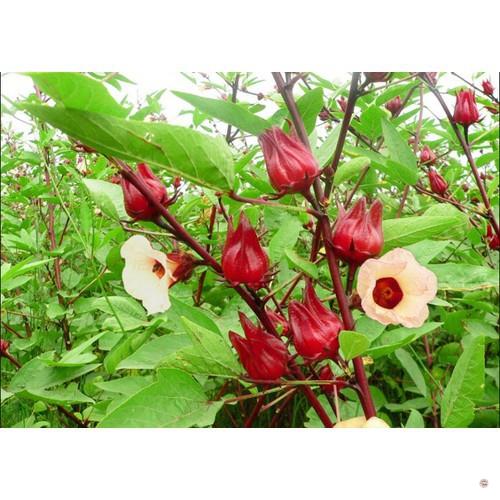 HẠT GIỐNG CÂY GIẤM, HOA ATISO ĐỎ - GÓI 2 GRAM