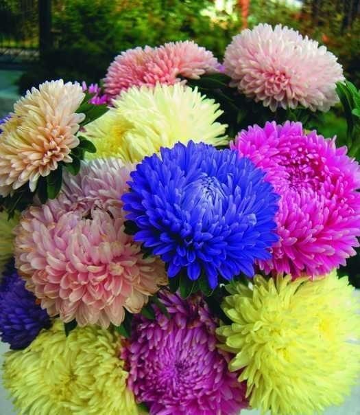 Gói 50 hạt giống cúc đại đoá nhiều màu