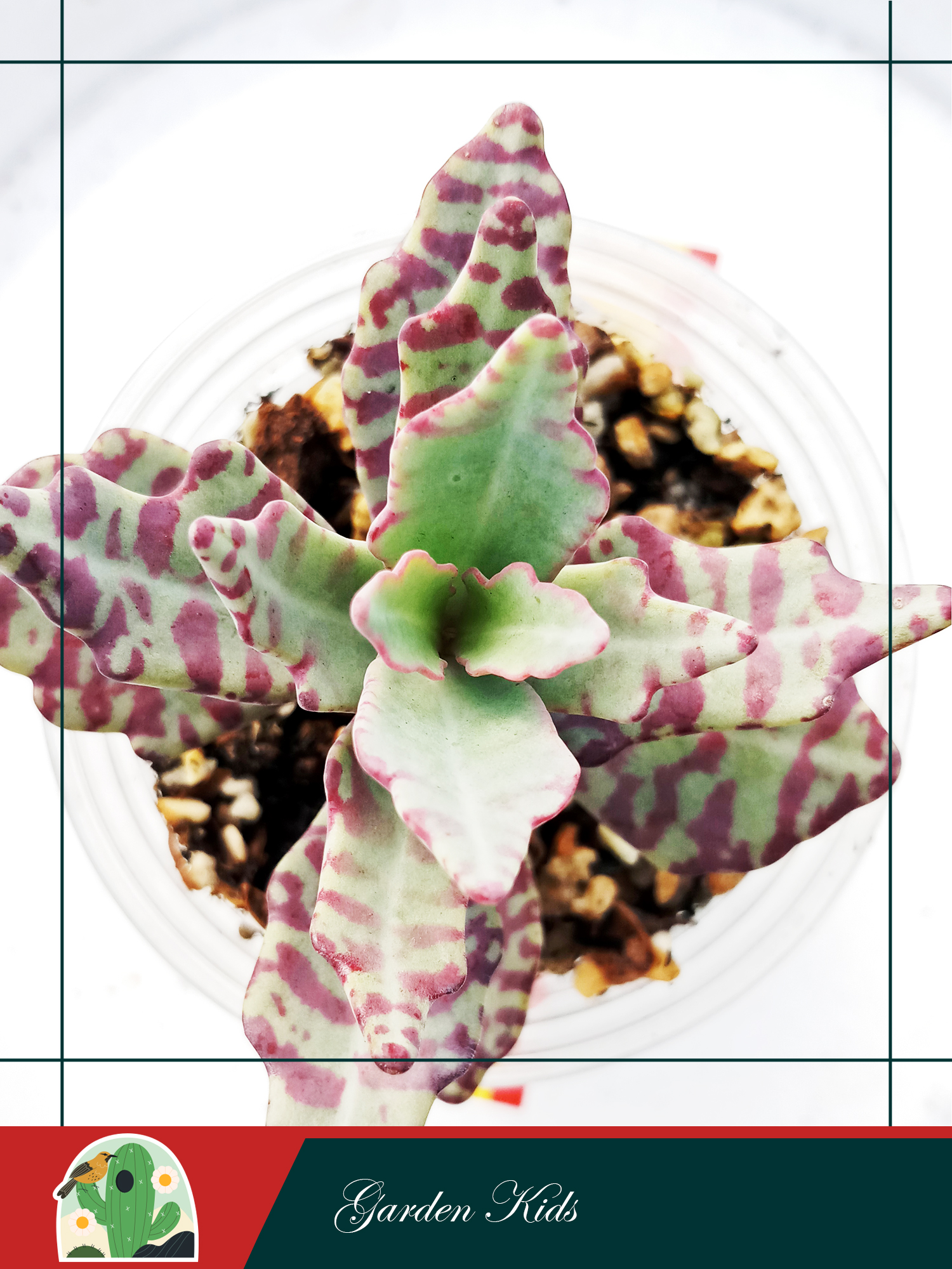 Sen đá gấm viền tím (Kalanchoe Humilis)