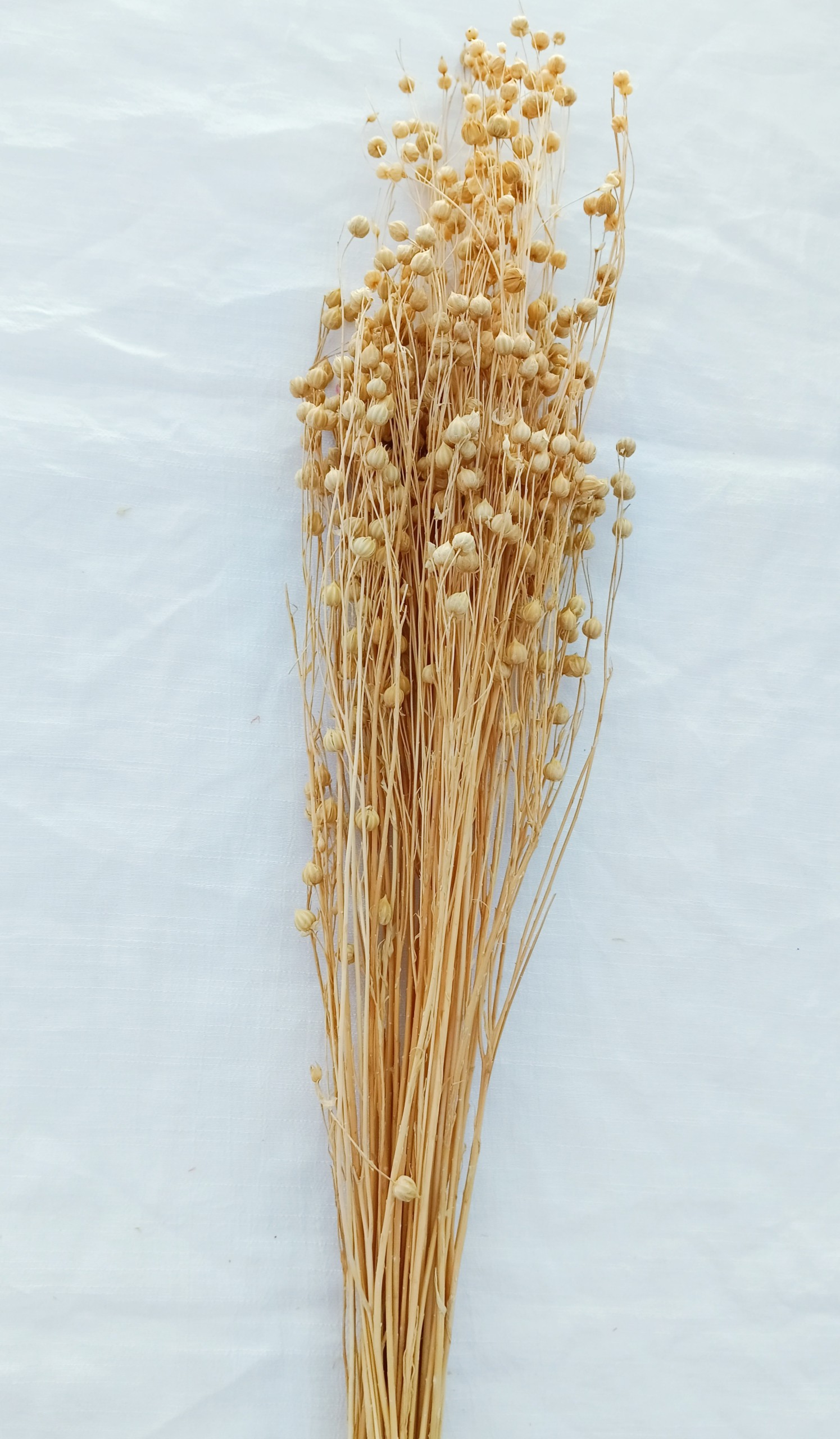 hoa khô flax, cỏ khô linum, cành hạt đậu