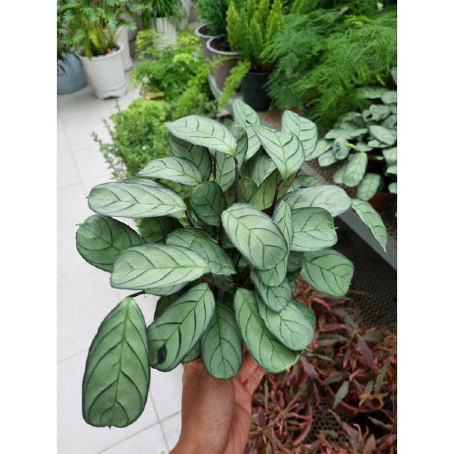 chậu cây đuôi công  Calathea musaica