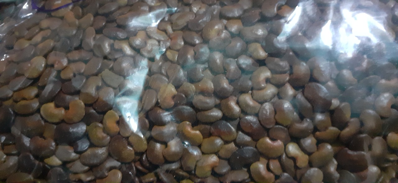 Hạt giống cẩm lai rừng