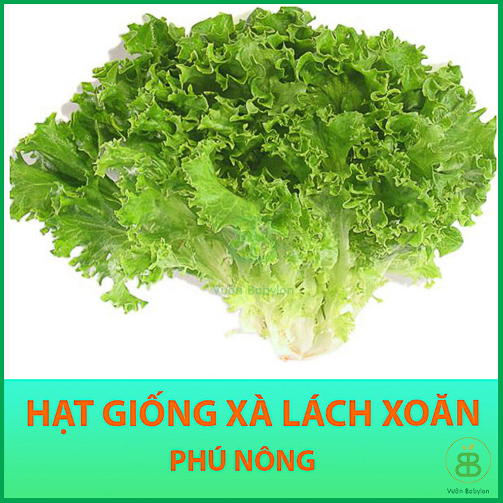 Hạt Giống Rau Xà Lách Xoăn Chịu Nhiệt 5Gr