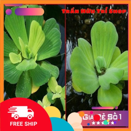 Bèo cái thủy sinh - 5 tai bèo cái 10k