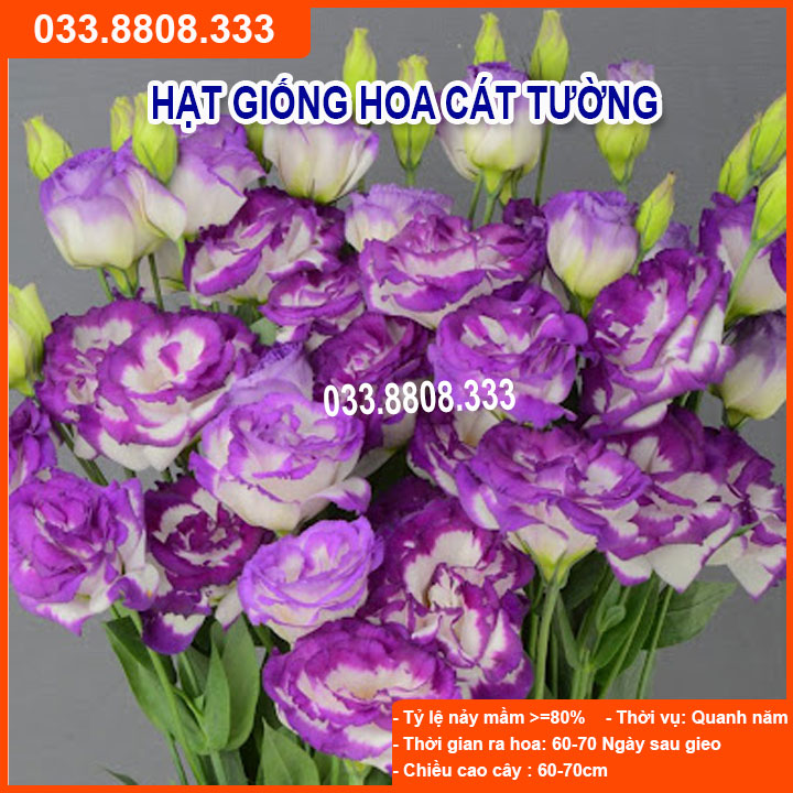 Hạt Giống Hoa Cát Tường Tím