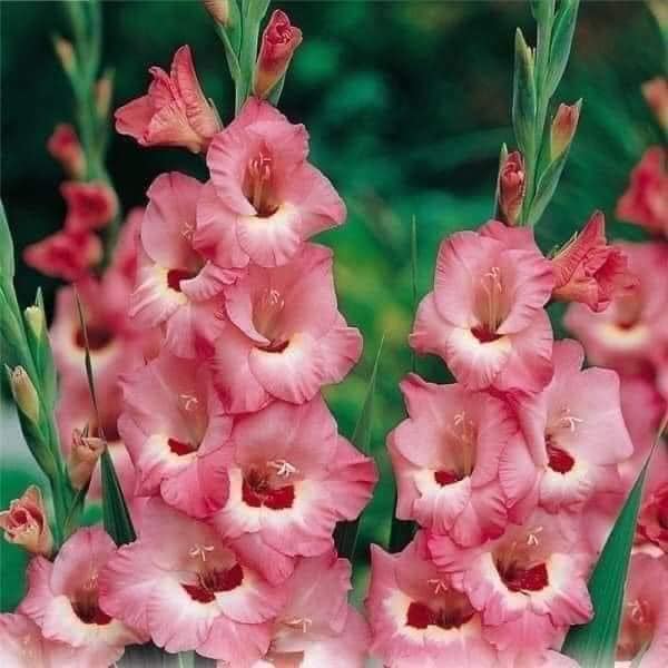 Combo 20 củ giống hoa lay ơn mix màu