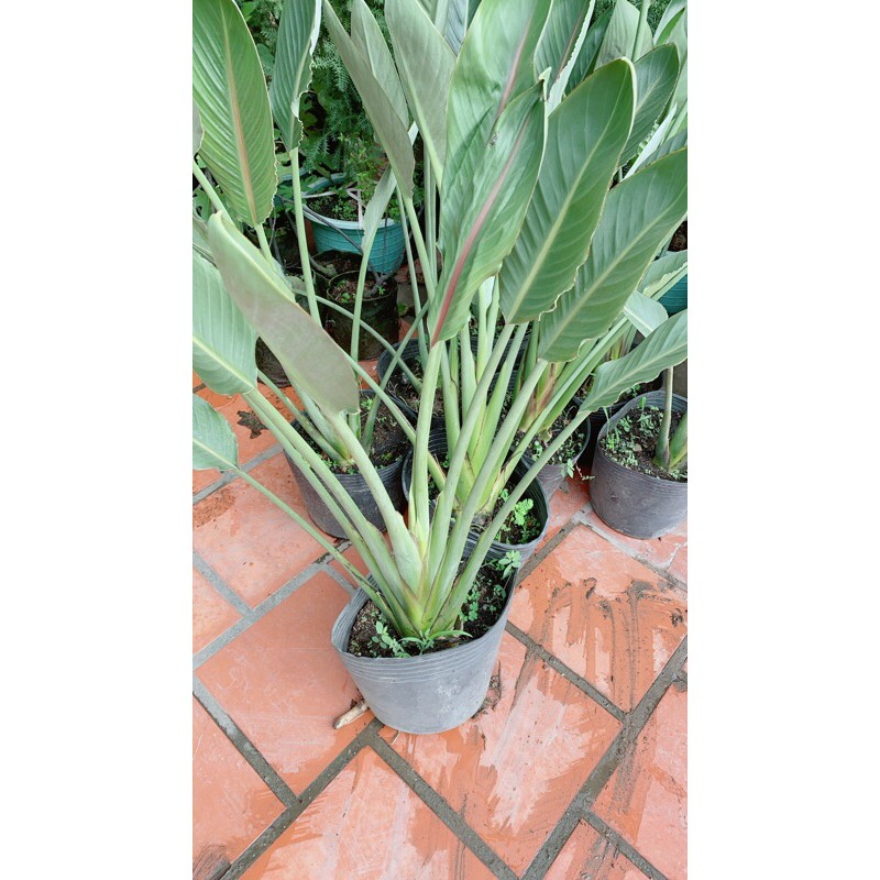 [HCM]Chuối Thiên Điểu