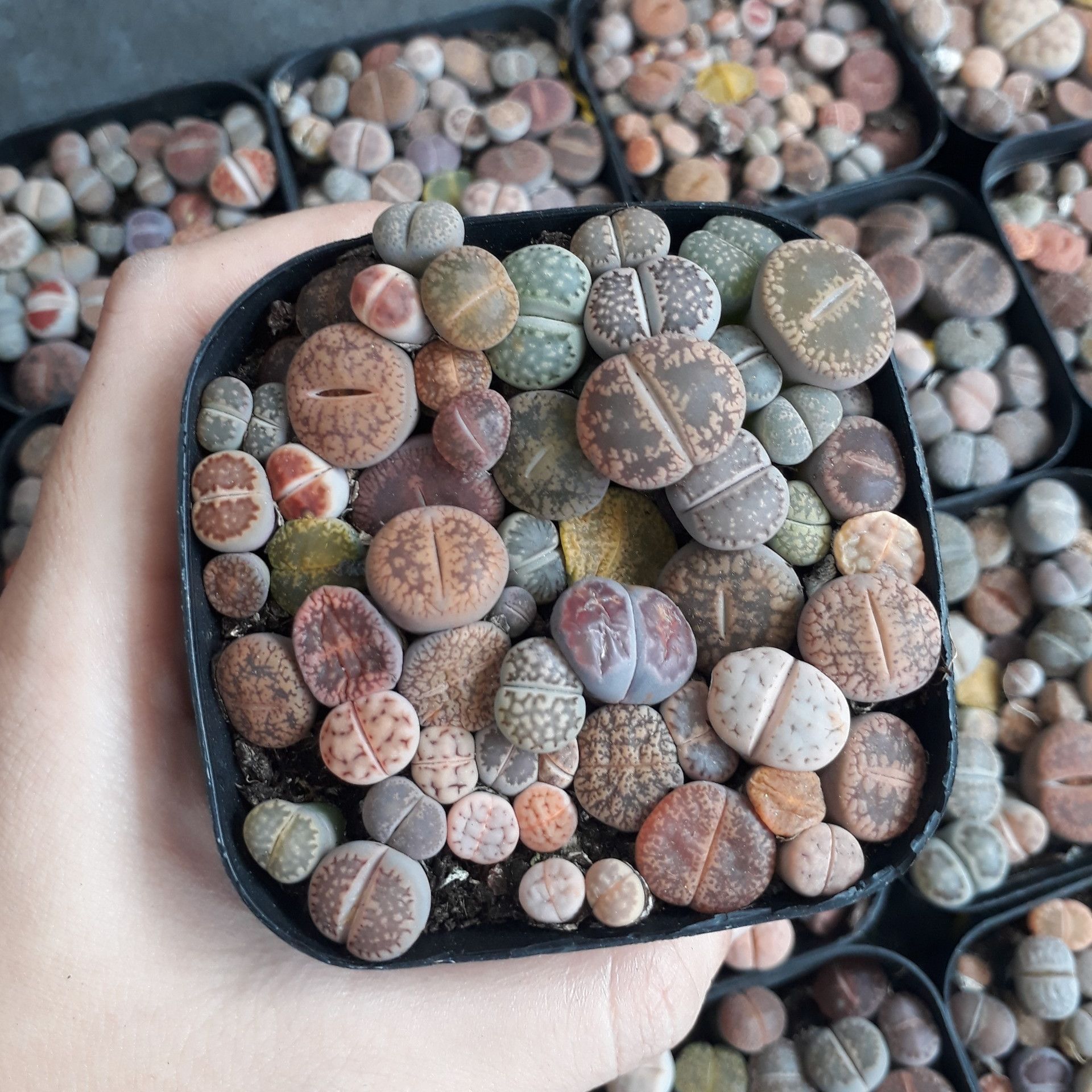 Sen mông chậu vuông Mix đủ màu/đủ loại (Sen Mông/Lithops/Thạch Lan)