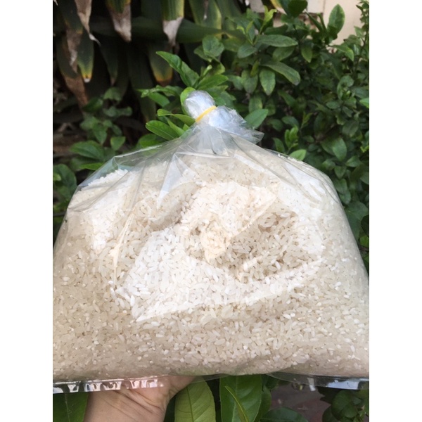 Gạo khang dân khô túi 5kg_ gạo quê đặt mới xát gạo