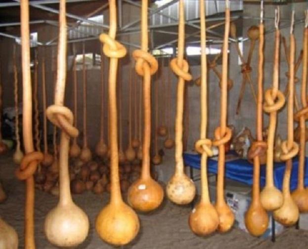 Hạt Giống Bầu Cổ Dài 2m Mỹ (3 hạt)